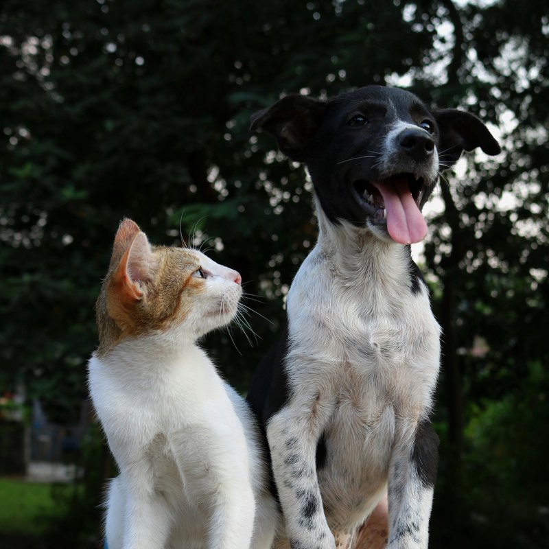 A cat and dog together