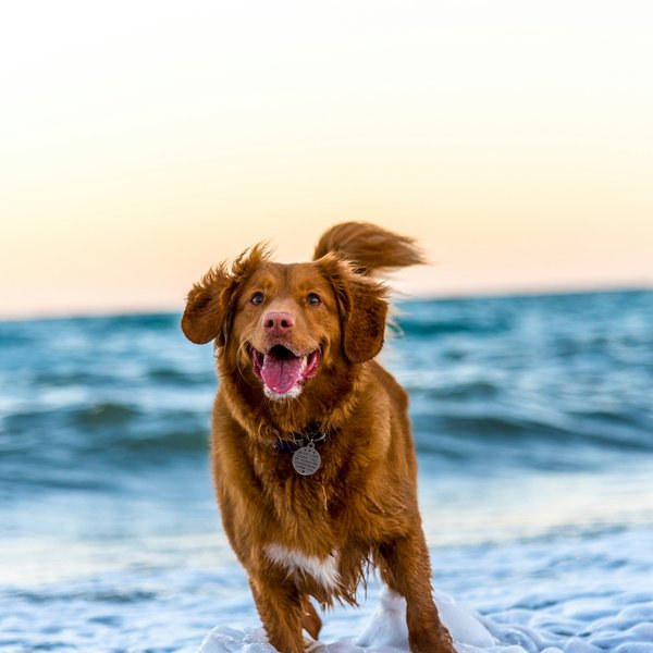 Nova Scotia duck tolling retriever at the beach